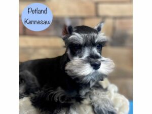 Miniature Schnauzer-Dog-Male-Salt / Pepper-29212-Petland Kennesaw, Georgia
