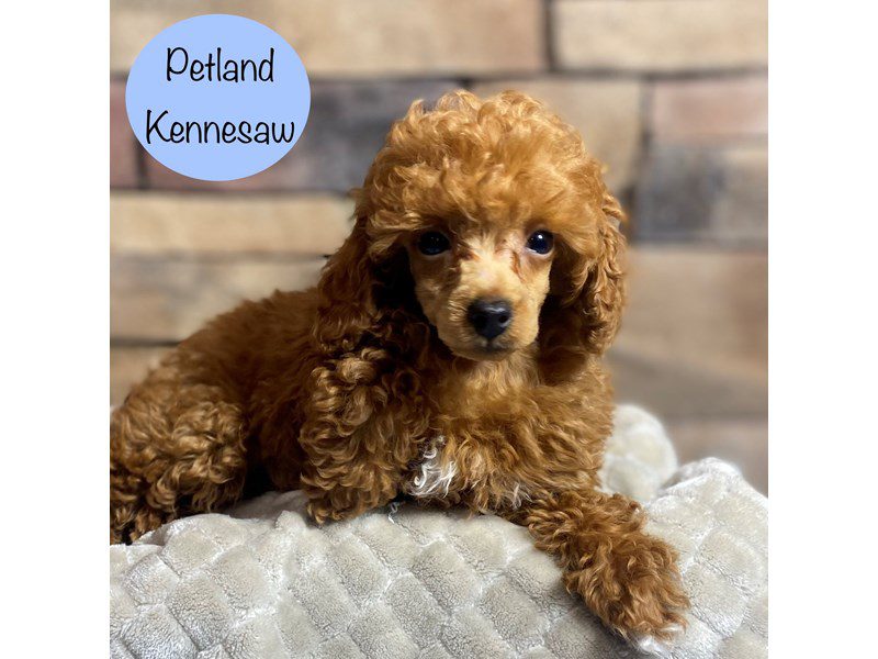 Miniature Poodle Dog Male Red 29218