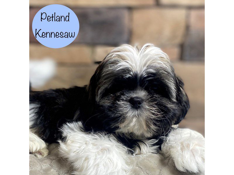 Shih Tzu Dog Male Tri-Colored 29217