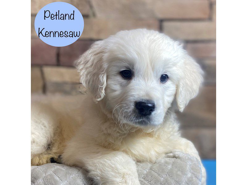 Golden Retriever Dog Male Light Golden 29226