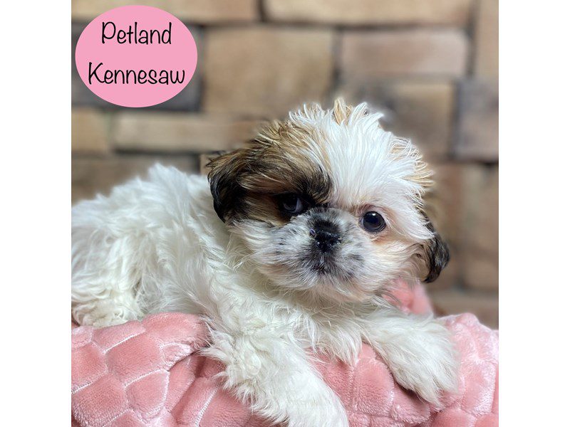 Shih Tzu Dog Female White / Red 29234
