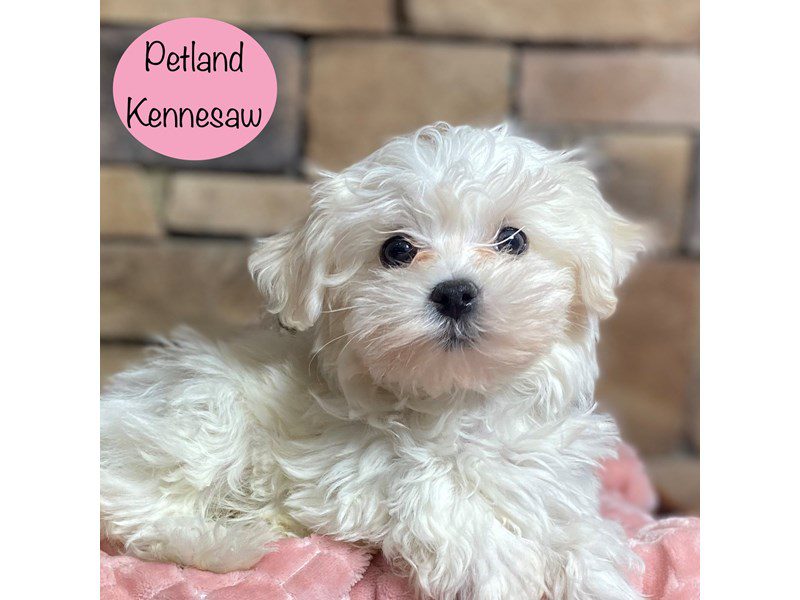 Maltese Dog Female White 29255