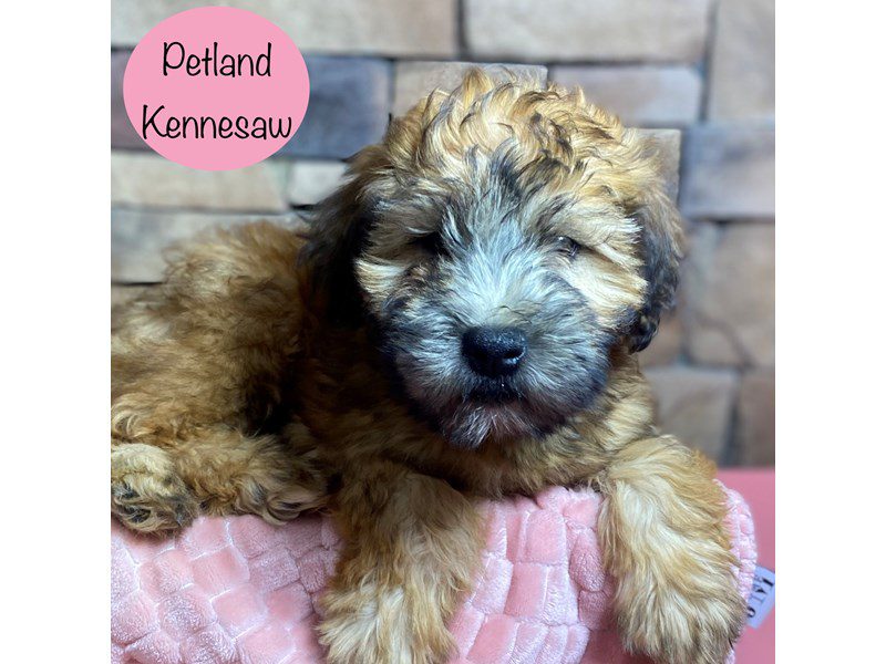 Soft Coated Wheaten Terrier Dog Female Wheaten 29244