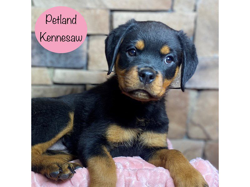 Rottweiler Dog Female Black / Tan 29256