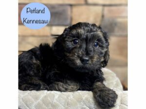 Yorkiepoo-Dog-Male-Black / Tan-29232-Petland Kennesaw, Georgia