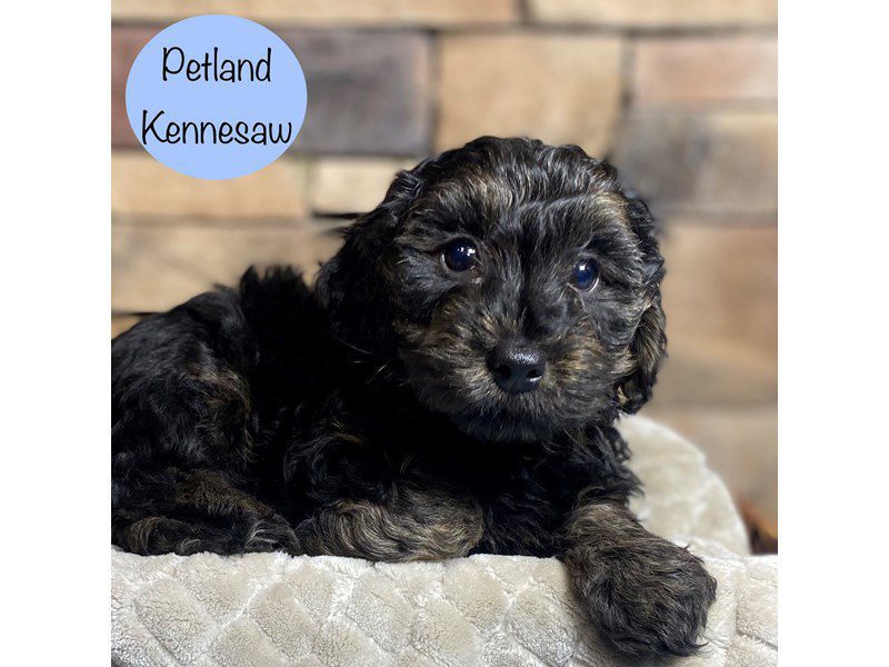 Yorkiepoo Dog Male Black / Tan 29232