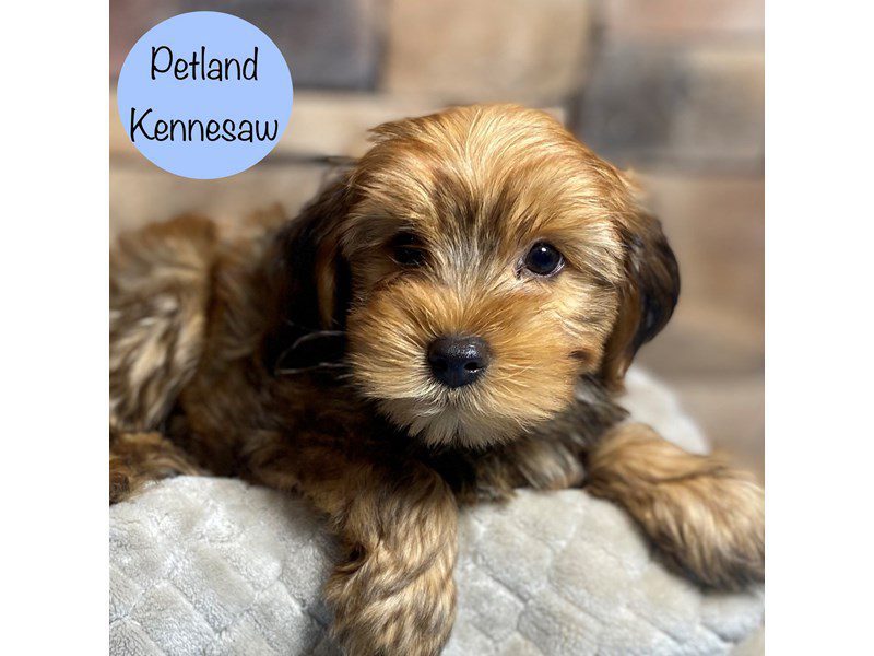 Yorkiepoo Dog Male Brown 29233
