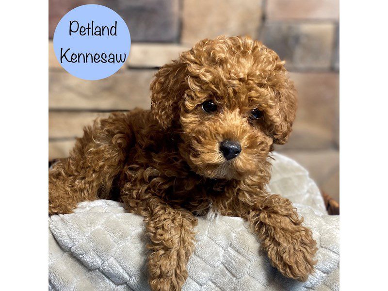 Miniature Poodle Dog Male Red 29240