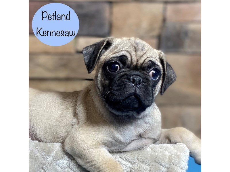Pug Dog Male Fawn 29250