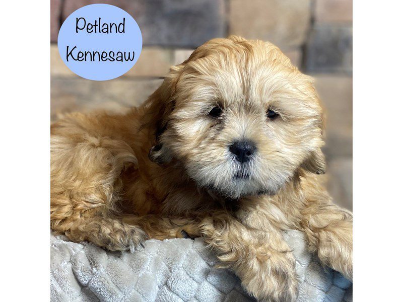 Lhasa Apso Dog Male Sable 29236