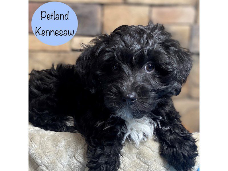 Yorkiepoo Dog Male Black / White 29241