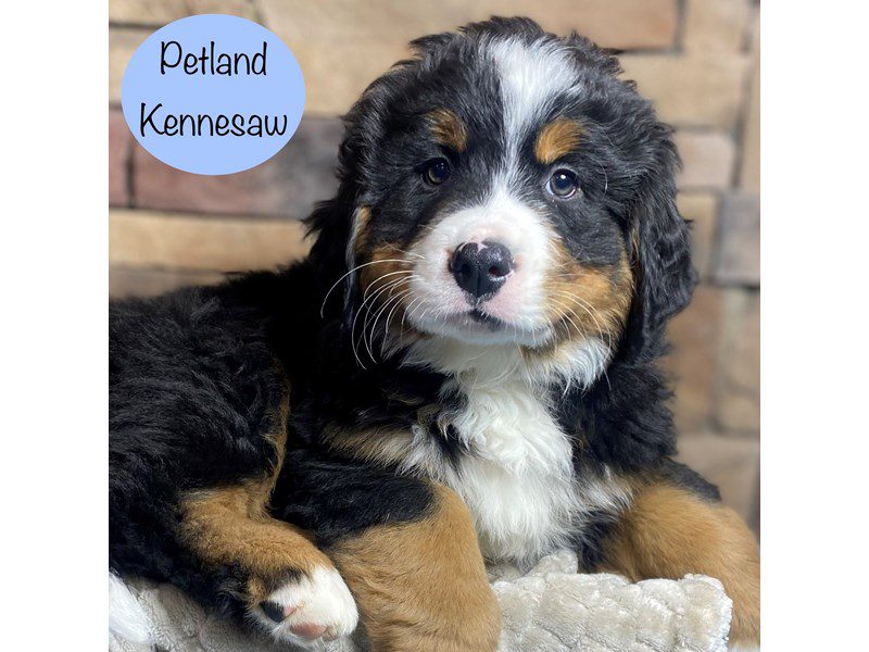 Bernese Mountain Dog Dog Male Tri-Colored 29252