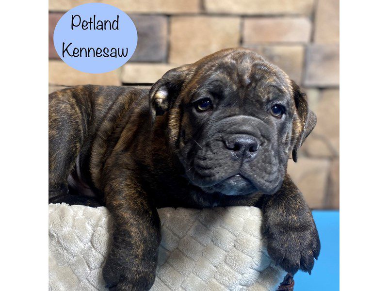 Victorian Bulldog Dog Male Brindle 29253