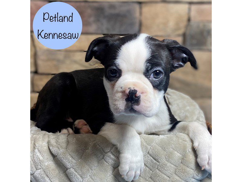 Boston Terrier Dog Male Black / White 29251