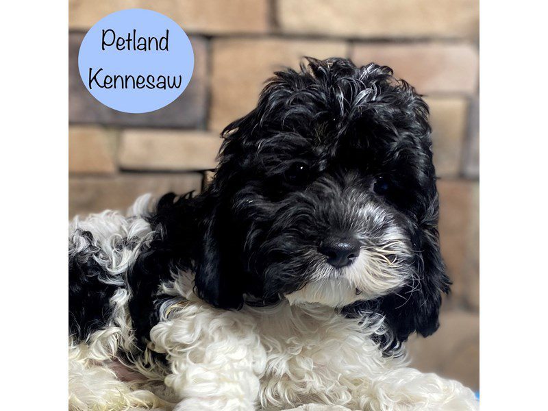 Cockapoo Dog Male Black / White 29238