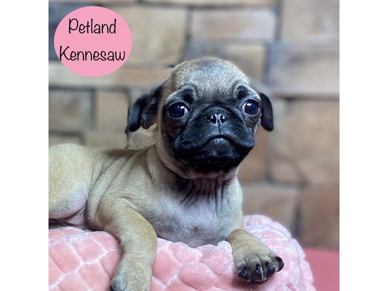Pug Dog Female Fawn 29263