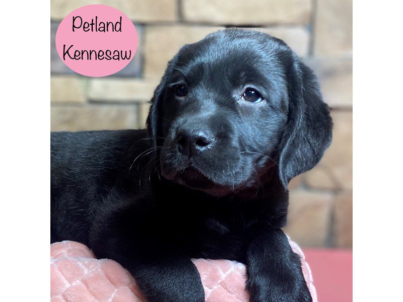 Labrador Retriever Dog Female Black 29258