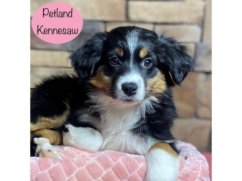 Australian Shepherd Dog Female Black / White 29257