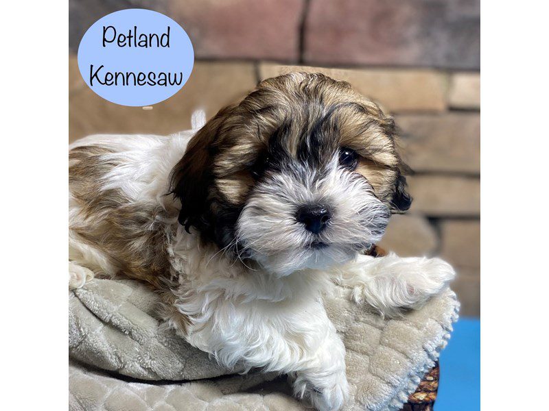 Teddy Bear Dog Male Brown / White 29284