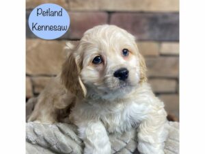 Cavachon-Dog-Male-Blenheim-29285-Petland Kennesaw, Georgia