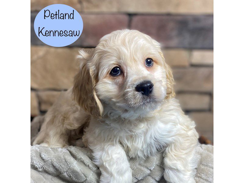 Cavachon Dog Male Blenheim 29285