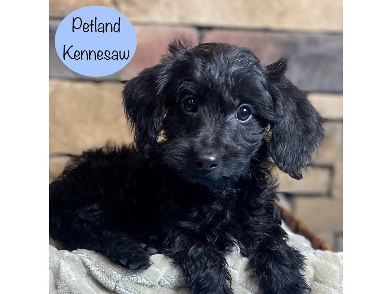 Yorkiepoo Dog Male Black 29276