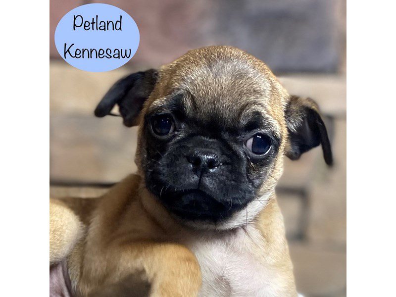 Pug Dog Male Fawn 29262
