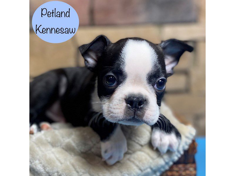 Boston Terrier Dog Male Black / White 29261