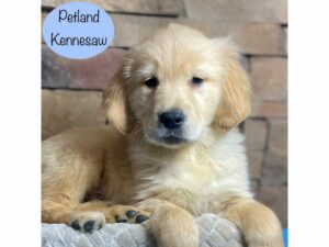 Golden Retriever-Dog-Male-Cream-29271-Petland Kennesaw, Georgia