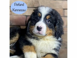 Bernese Mountain Dog-Dog-Male-Black White / Tan-29274-Petland Kennesaw, Georgia
