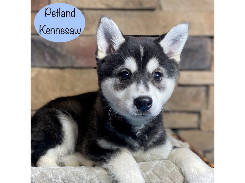 Alaskan Klee Kai Dog Male Black / White 29270