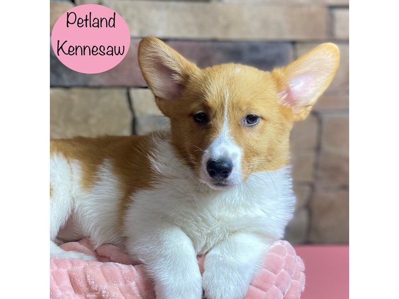 Pembroke Welsh Corgi Dog Female Red / White 29295
