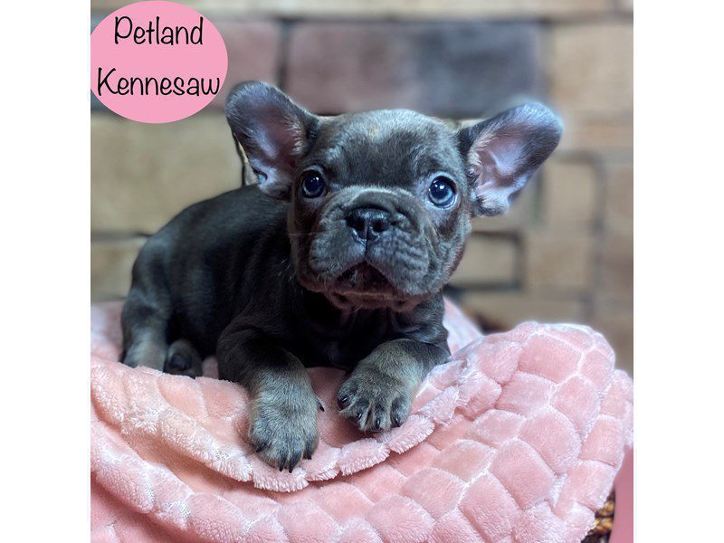 French Bulldog Dog Female Blue / Tan 29287