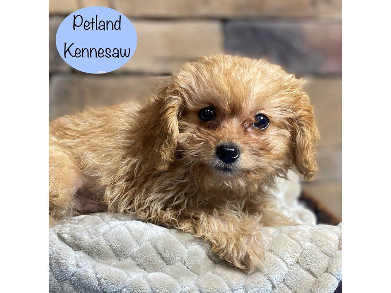 Cavapoo Dog Male Red 29286