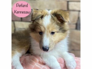Shetland Sheepdog-Dog-Female-Sable Merle-29306-Petland Kennesaw, Georgia