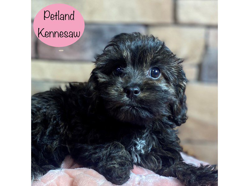 Cavapoo Small Animal Black Sable ID:29305 Located at Petland Kennesaw ...