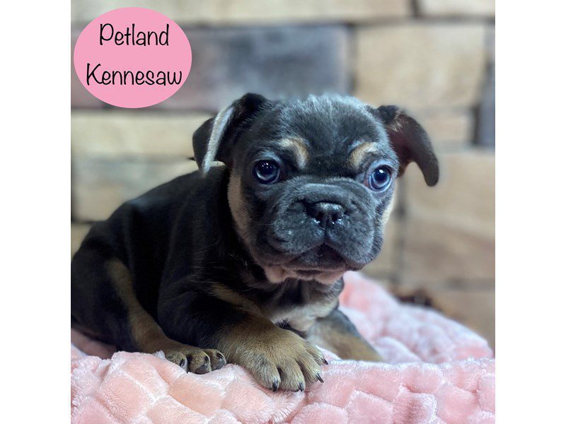 French Bulldog Dog Female Blue / Tan 29334