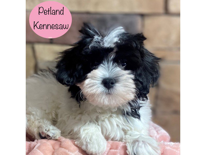 Maltipoo Dog Female Black / White 29315
