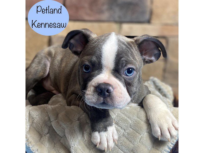 Boston Terrier Dog Male Gray / White 29301