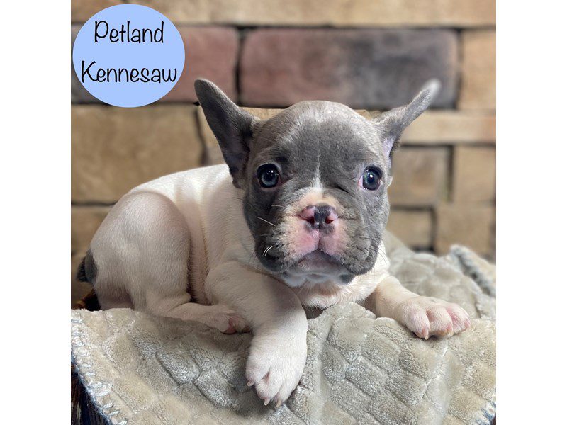 French Bulldog Dog Male Blue 29304
