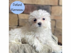 Maltese-Dog-Male-White-29311-Petland Kennesaw, Georgia