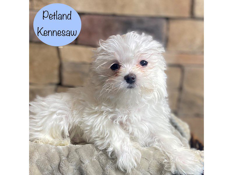 Maltese Dog Male White 29311