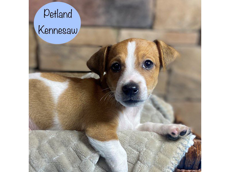 Jack Russell Terrier Dog Male Brown / White 29313