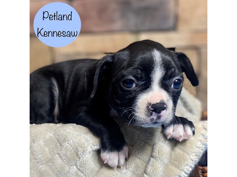 Boston Terrier Dog Male Black / White 29332