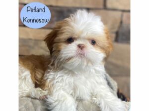 Shih Tzu-Dog-Male-Red-29322-Petland Kennesaw, Georgia