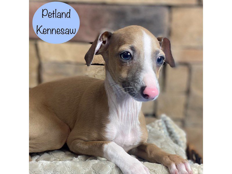 Italian Greyhound Dog Male Blue Fawn 29316