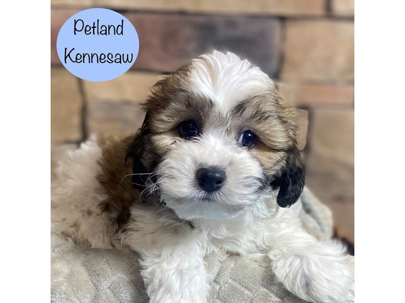 Teddy Bear Dog Male Sable / White 29330