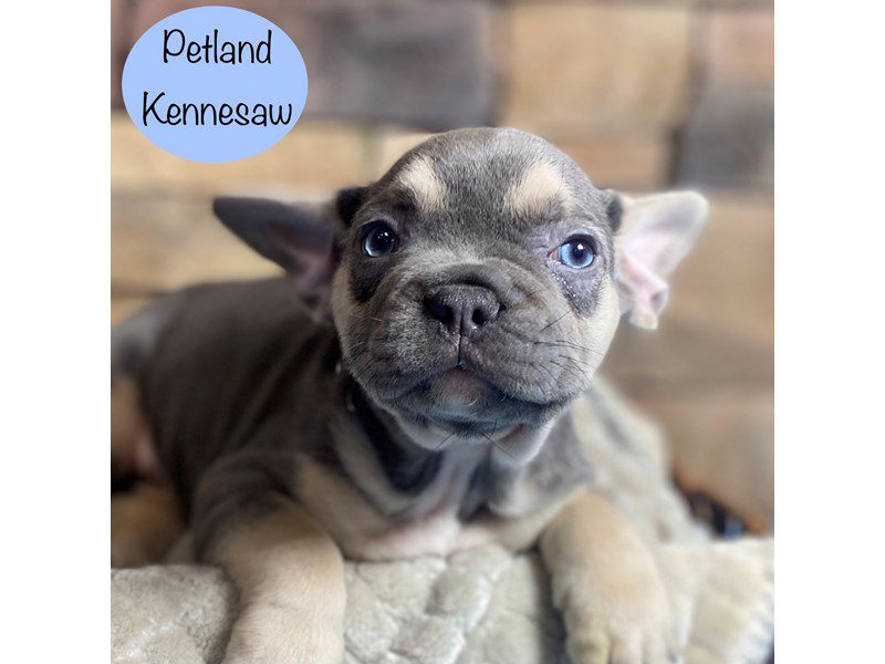 French Bulldog Dog Male Lilac / Tan 29333