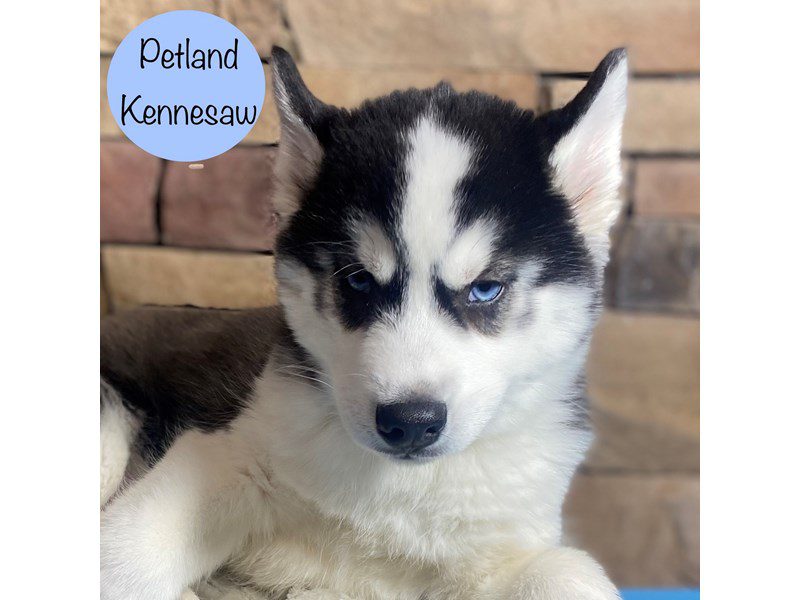 Siberian Husky Dog Male Black / White 29307