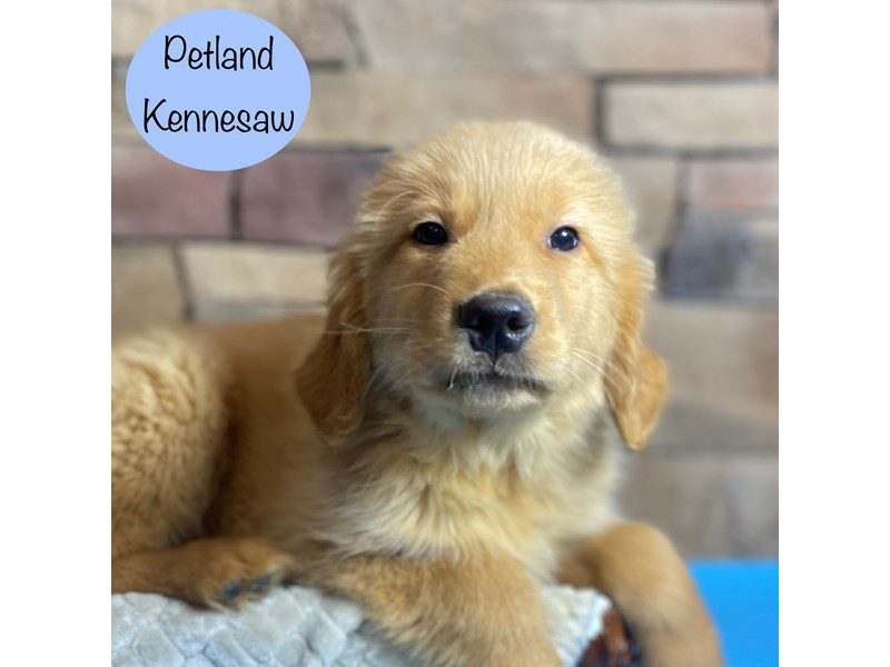 Golden Retriever Dog Male Golden 29309